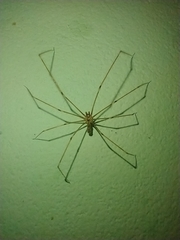 Pholcus phalangioides