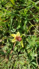 Ophrys bombyliflora
