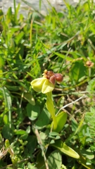 Ophrys bombyliflora