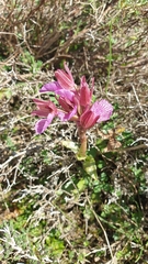 Anacamptis papilionacea aegaea