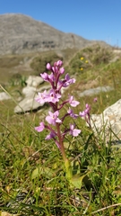Orchis quadripunctata