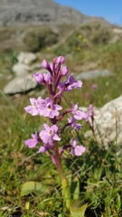 Orchis quadripunctata