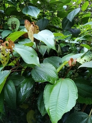 Miconia caudata