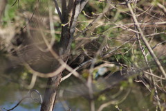 Phoenicurus ochruros