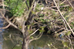 Phoenicurus ochruros