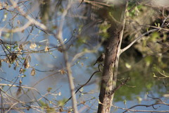 Phoenicurus ochruros