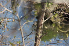 Phoenicurus ochruros