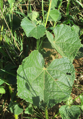 Pavonia senegalensis