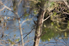 Phoenicurus ochruros