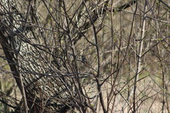 Phoenicurus ochruros