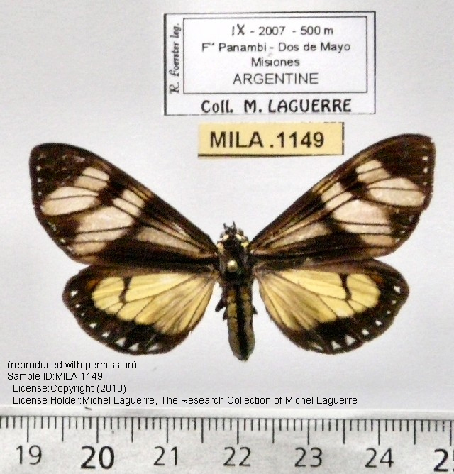 Dysschema anadema