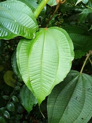 Miconia caudata
