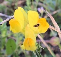 Linaria viscosa
