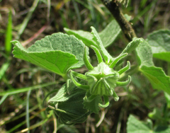 Pavonia senegalensis