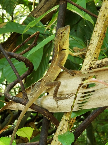 Forest Garden Lizard, Calotes emma