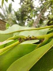 Lophyraspis
