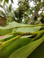 Lophyraspis