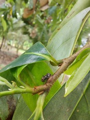 Lophyraspis