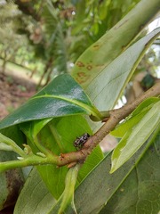 Lophyraspis