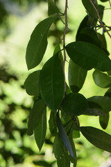 Achatocarpus nigricans