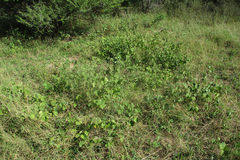 Pavonia senegalensis