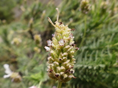 Lavandula viridis