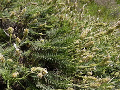 Lavandula viridis