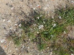 Diplotaxis erucoides