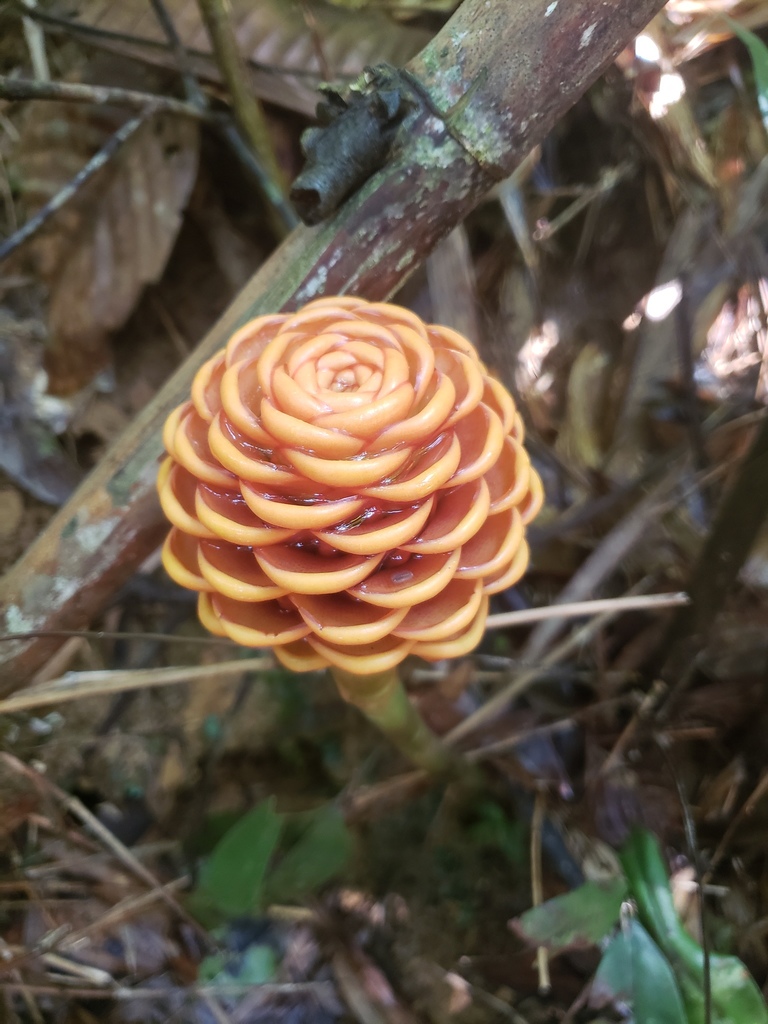 beehive ginger from Khlong Sok, Phanom District, Surat Thani 84250 ...