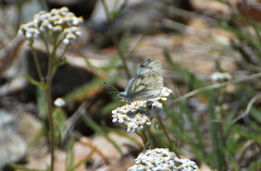 Pontia occidentalis