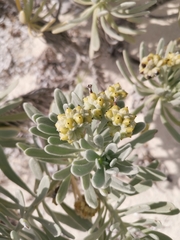 Tournefortia gnaphalodes