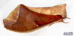 Colax apulus