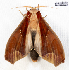 Colax apulus