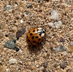 Harmonia axyridis
