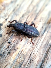 Mitoplinthus caliginosus