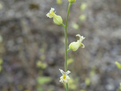 Streptanthus diversifolius