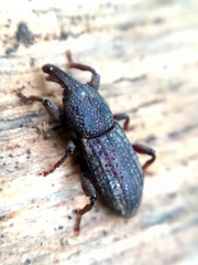 Mitoplinthus caliginosus