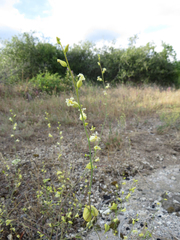 Streptanthus diversifolius