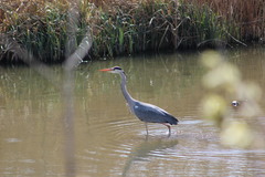 Ardea cinerea