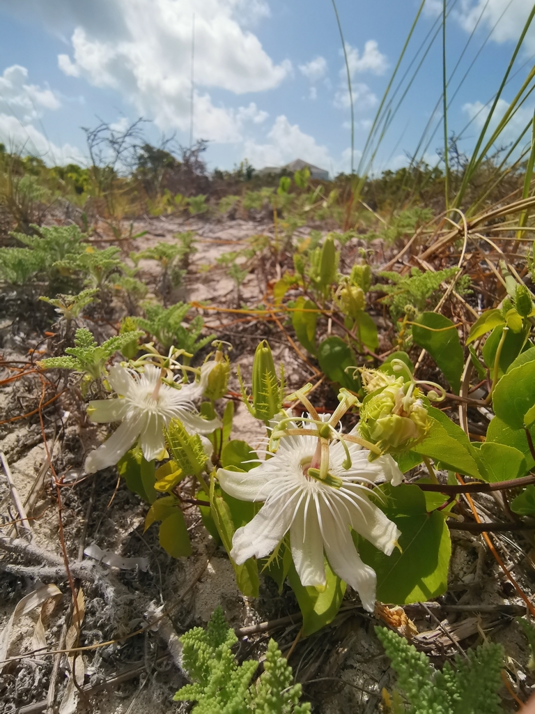 Pectinate passionflower from Providenciales and West Caicos, TC on