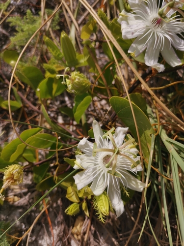 Image of Passiflora pectinata by (c) Alexis Tinker-Tsavalas, some rights reserved (CC BY)