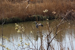Ardea cinerea