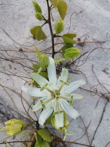 Image of Passiflora pectinata by (c) Alexis Tinker-Tsavalas, some rights reserved (CC BY)