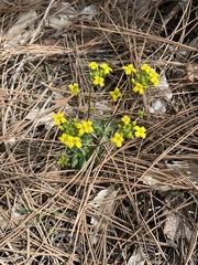 Draba zionensis
