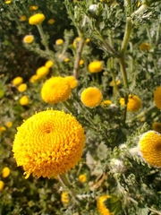 Anacyclus valentinus