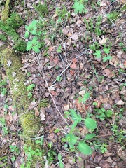 Lonicera hirsuta