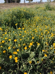 Anacyclus valentinus