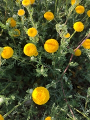 Anacyclus valentinus