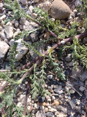 Anacyclus valentinus