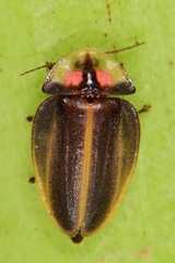 Aspisoma pulchellum